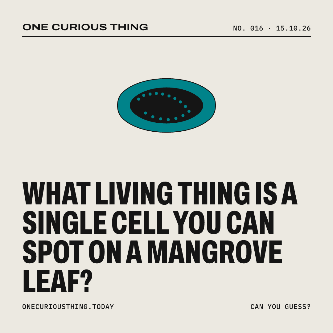 Poster asking: What living thing is a single cell you can spot on a mangrove leaf?
