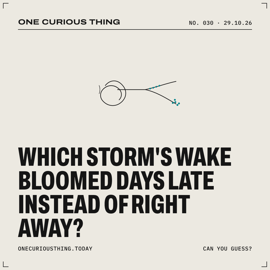 Poster asking: Which storm’s wake bloomed days late instead of right away?