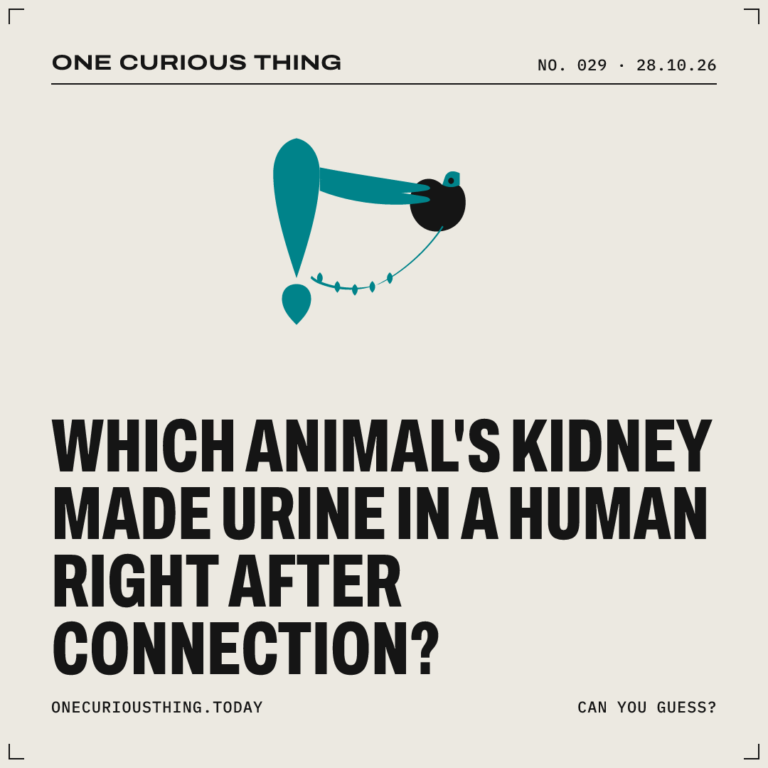 Poster asking: Which animal’s kidney made urine in a human right after connection?