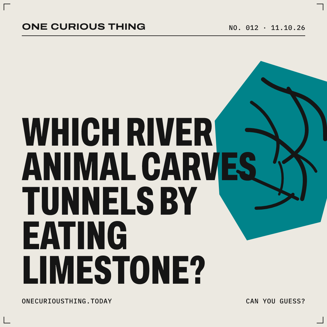 Poster asking: Which river animal carves tunnels by eating limestone?
