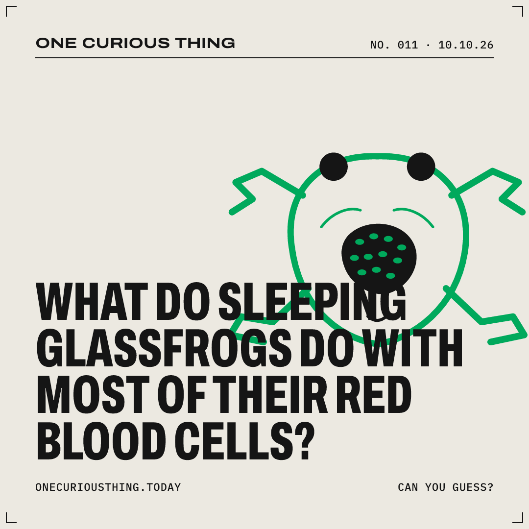 Poster asking: What do sleeping glassfrogs do with most of their red blood cells?